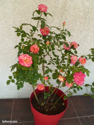 rosier avec un grand pot. 30 Treize-Septiers (85)