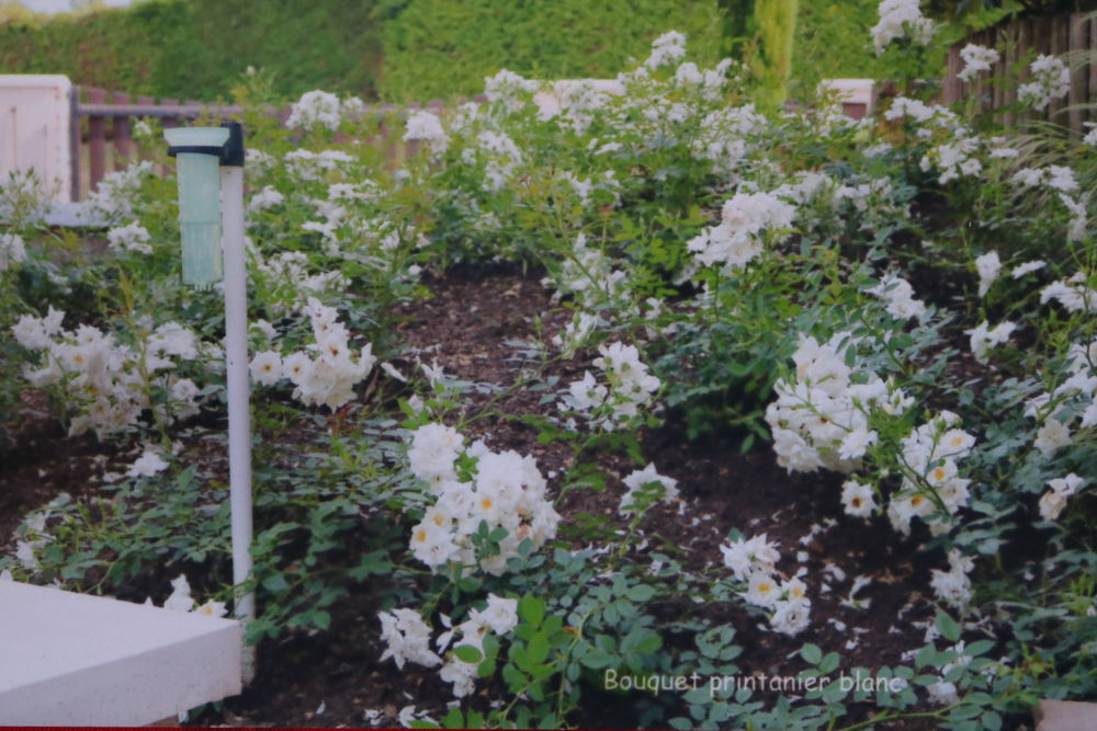 Rosier couvre sol 25 Beaumont-sur-Grosne (71)