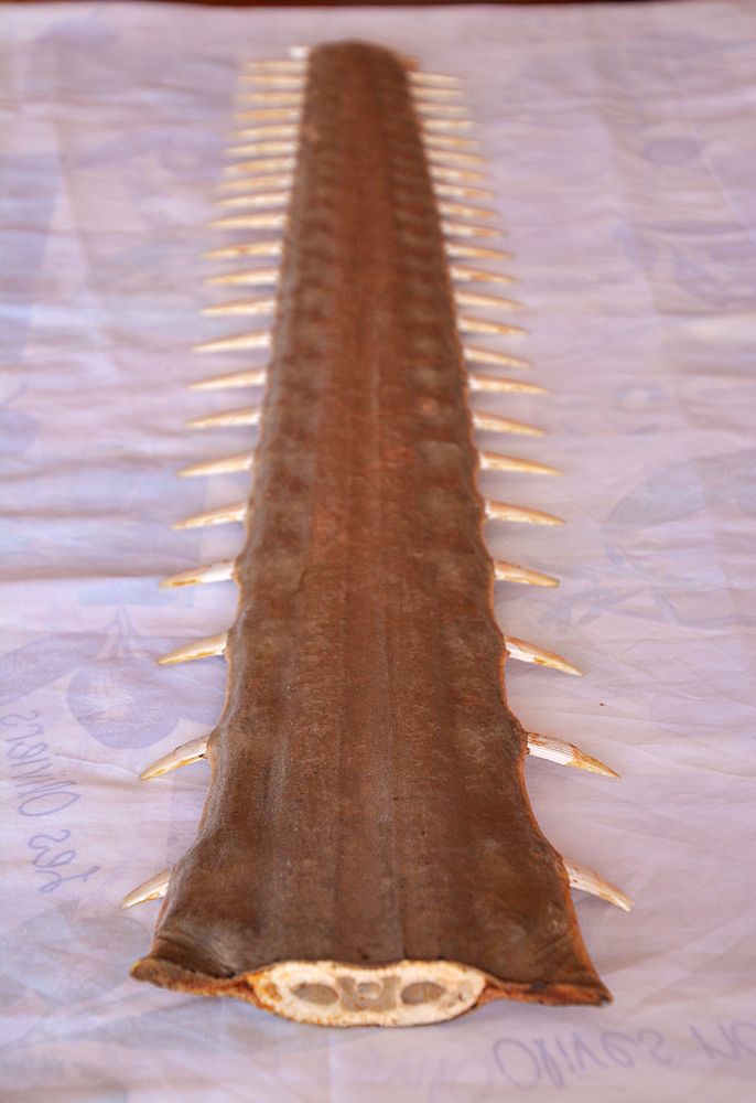 Rostre Requin 3000 Soyaux (16)