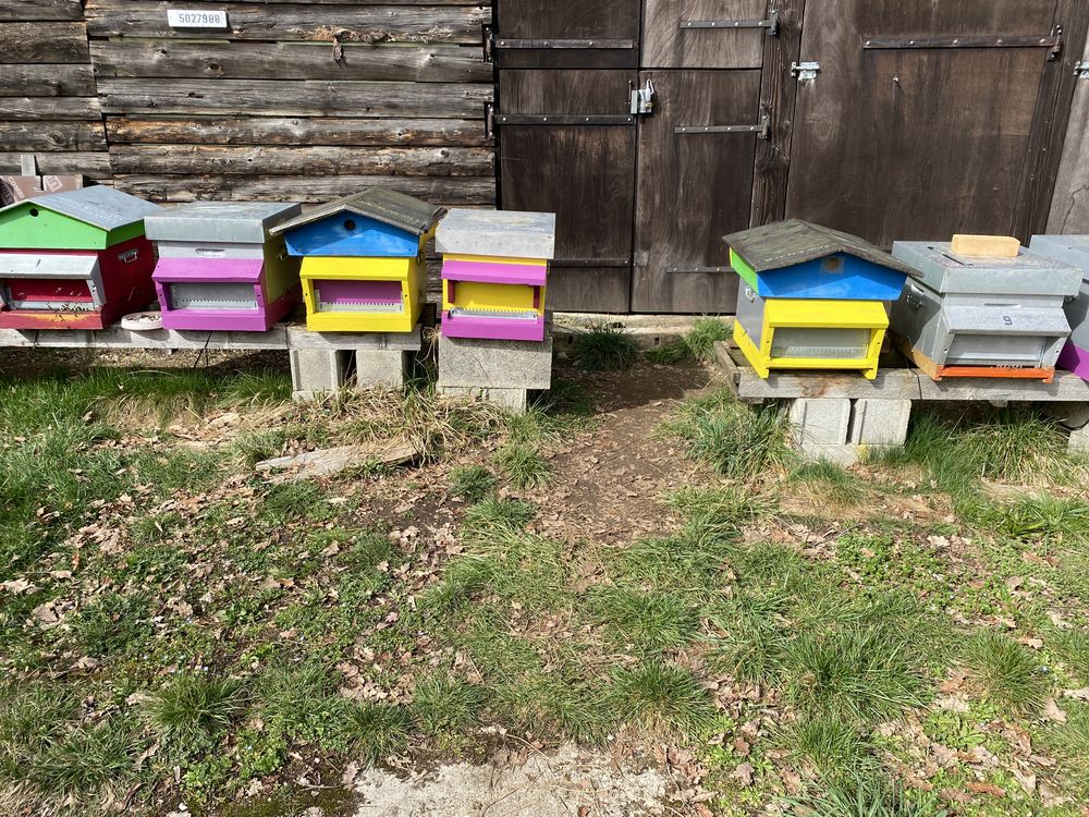 RUCHE 100 Avignon-l�s-Saint-Claude (39)