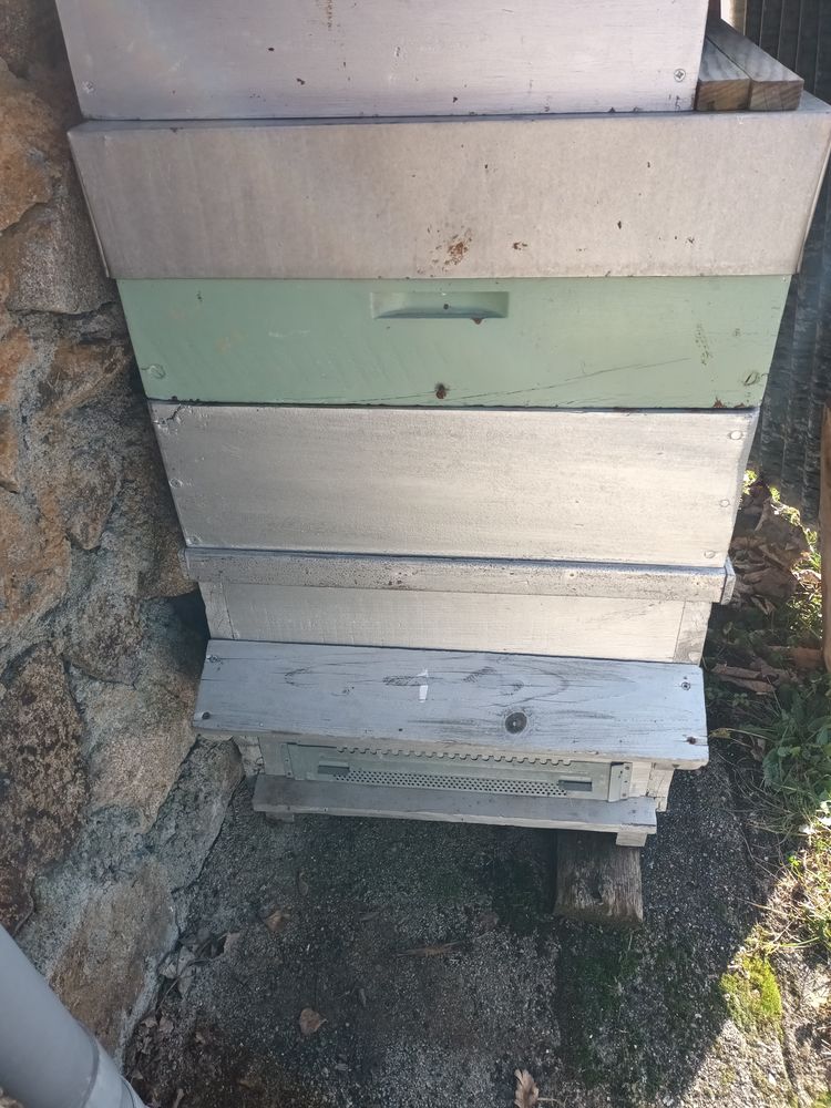 ruches 150 Brives-Charensac (43)