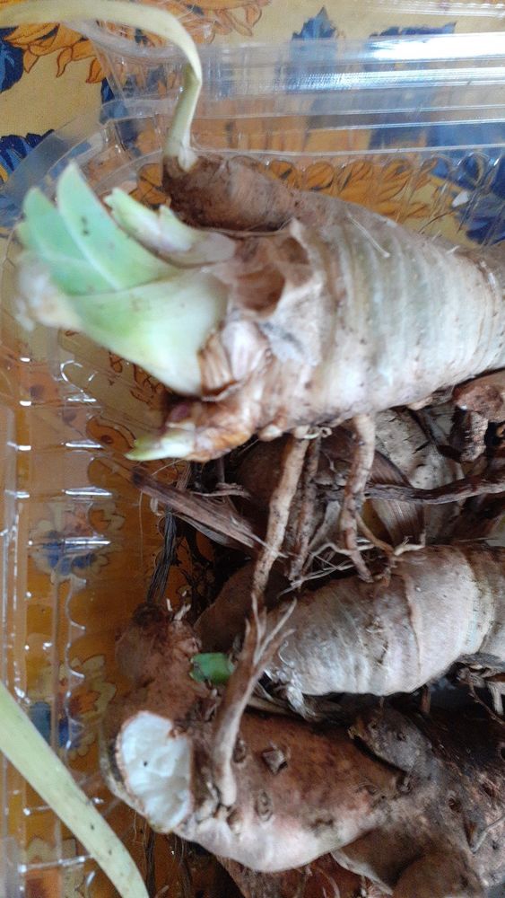 rysomes d'iris 4 Clermont-Ferrand (63)