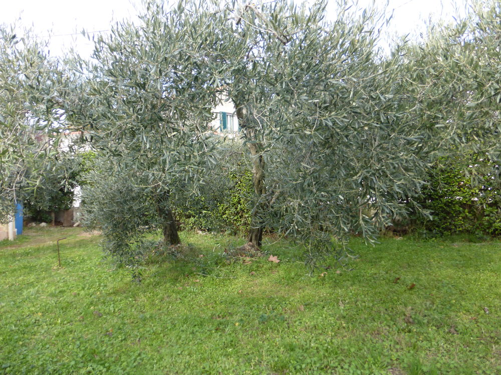 A Saisir 4 Oliviers Adultes 500 Vitrolles (13)