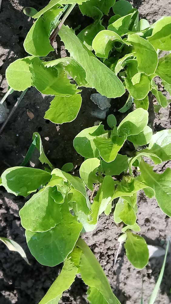 Salade bio
0 Strasbourg (67)