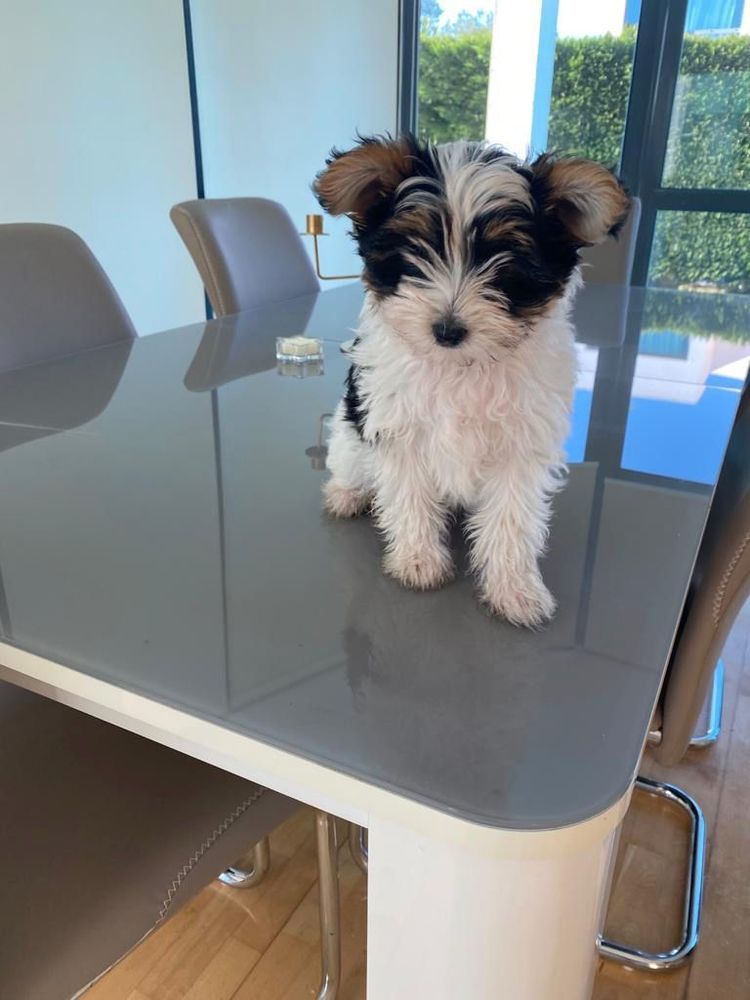 salle a manger 14 personnes plus 6 chaises cuir 650euro 0 Aix-les-Bains (73)