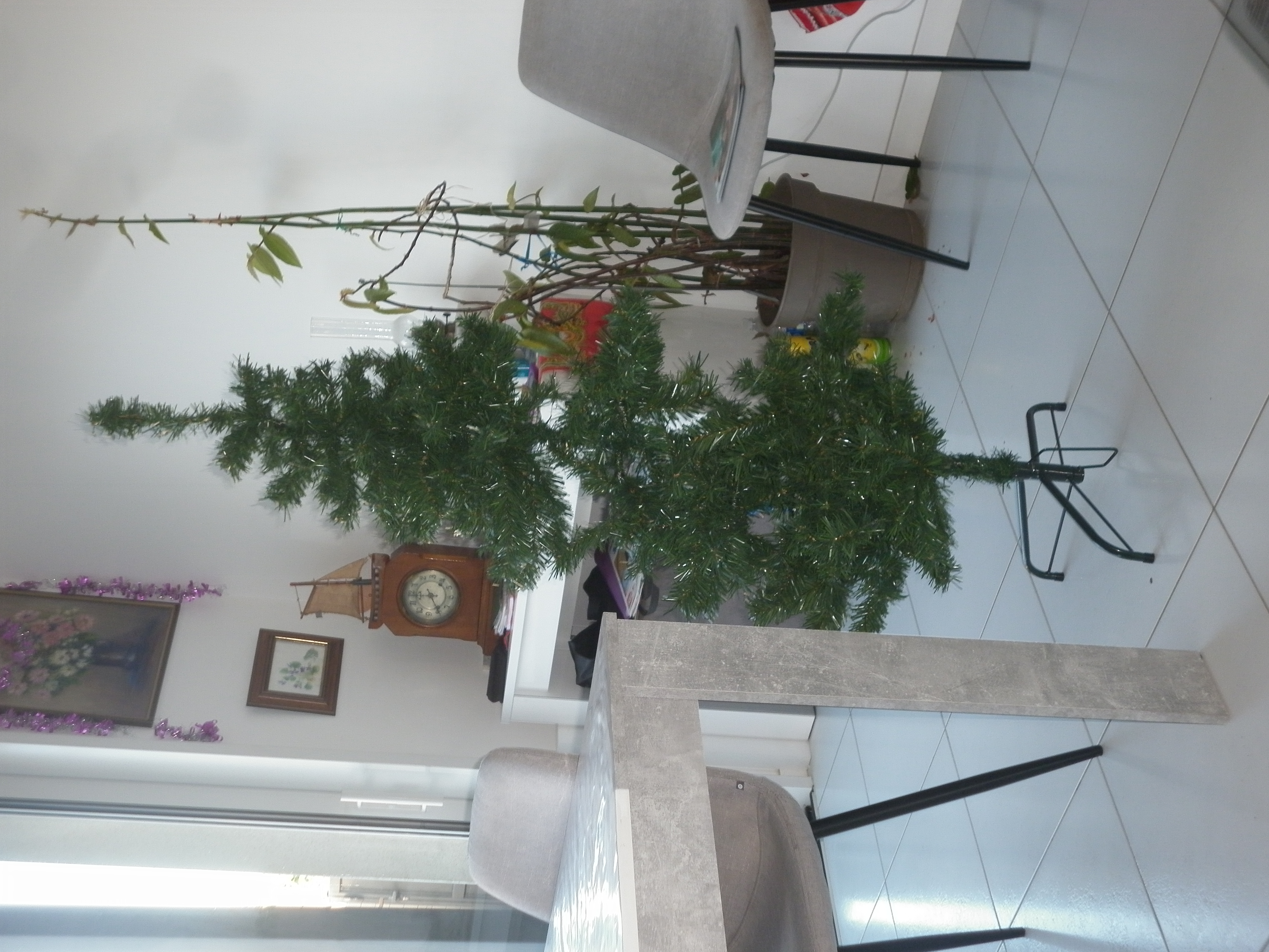 Sapin de No�l 15 Jard-sur-Mer (85)