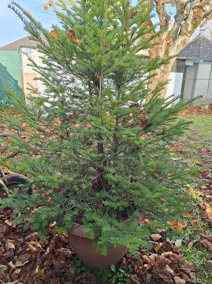 SAPIN POUR NO�l 80 Laign�-en-Belin (72)