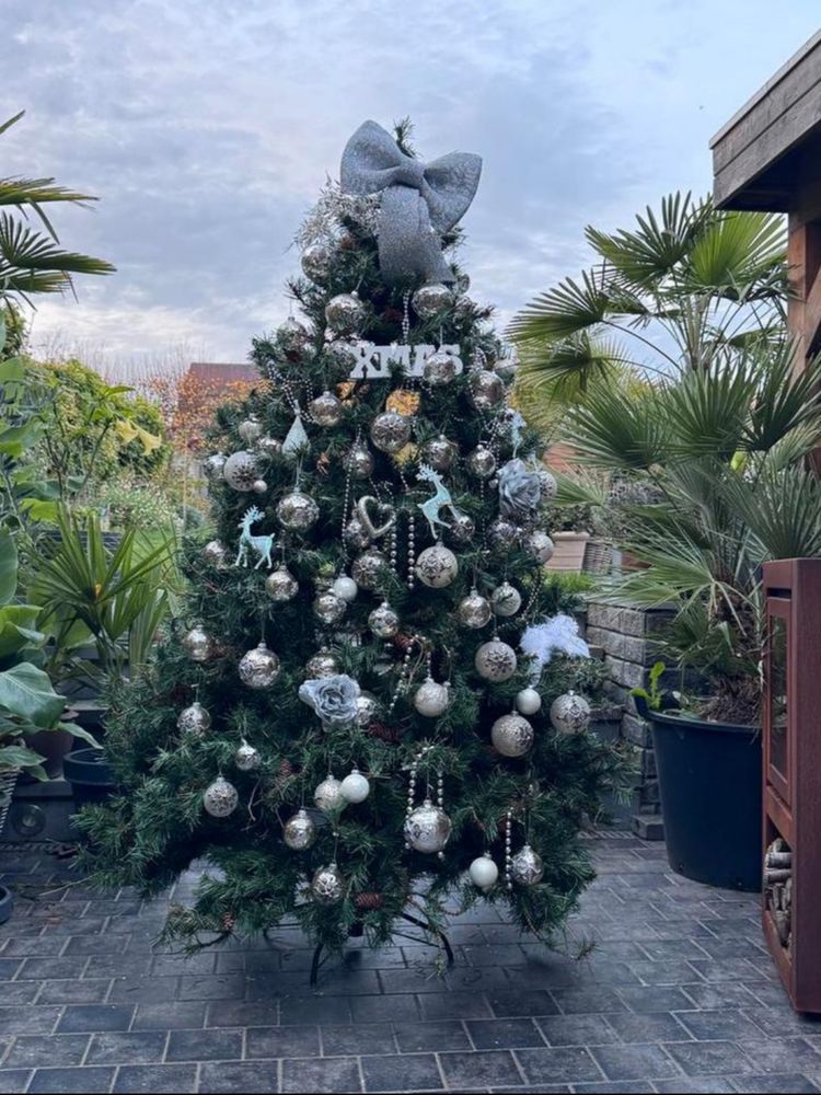 Sapins de no�l Nordmann , Epic�as 50 Champigny-sur-Marne (94)