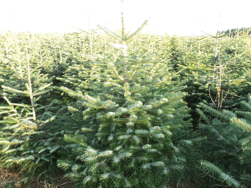 sapins nordmann nobilis epicea 4 Quarr�-les-Tombes (89)