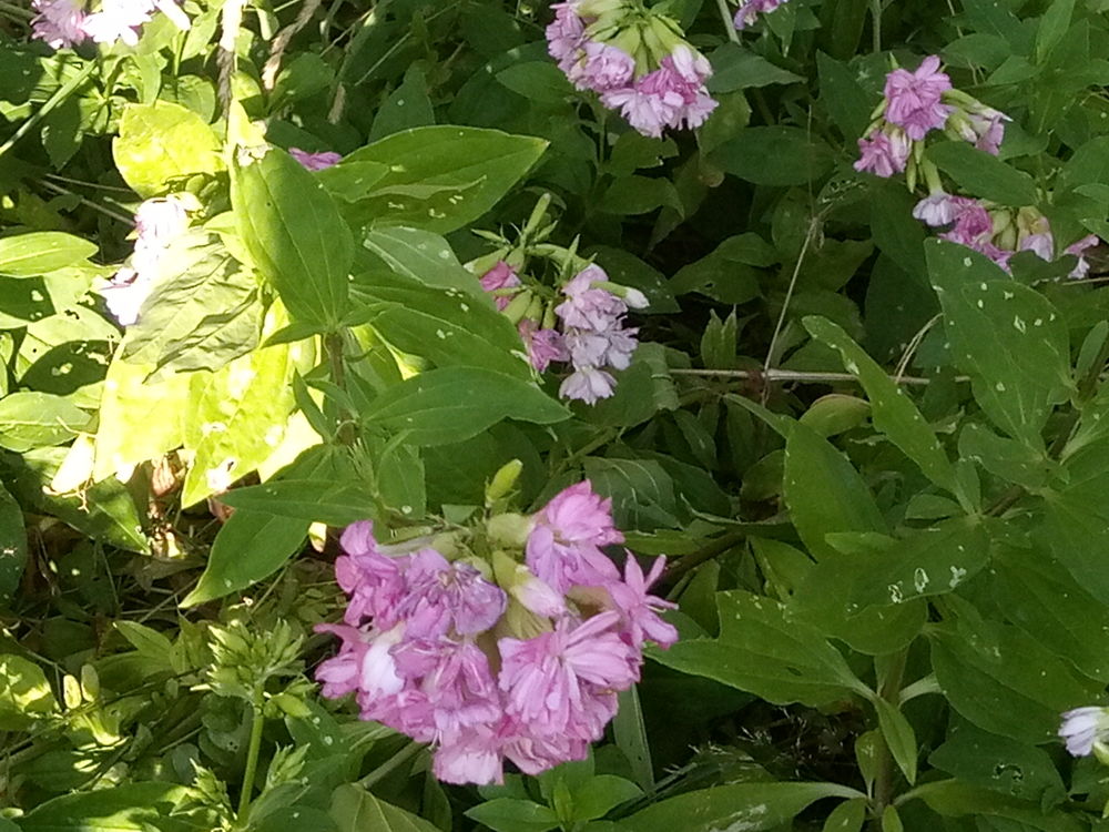 La saponaire :  herbe � savon  
5 Dontreix (23)