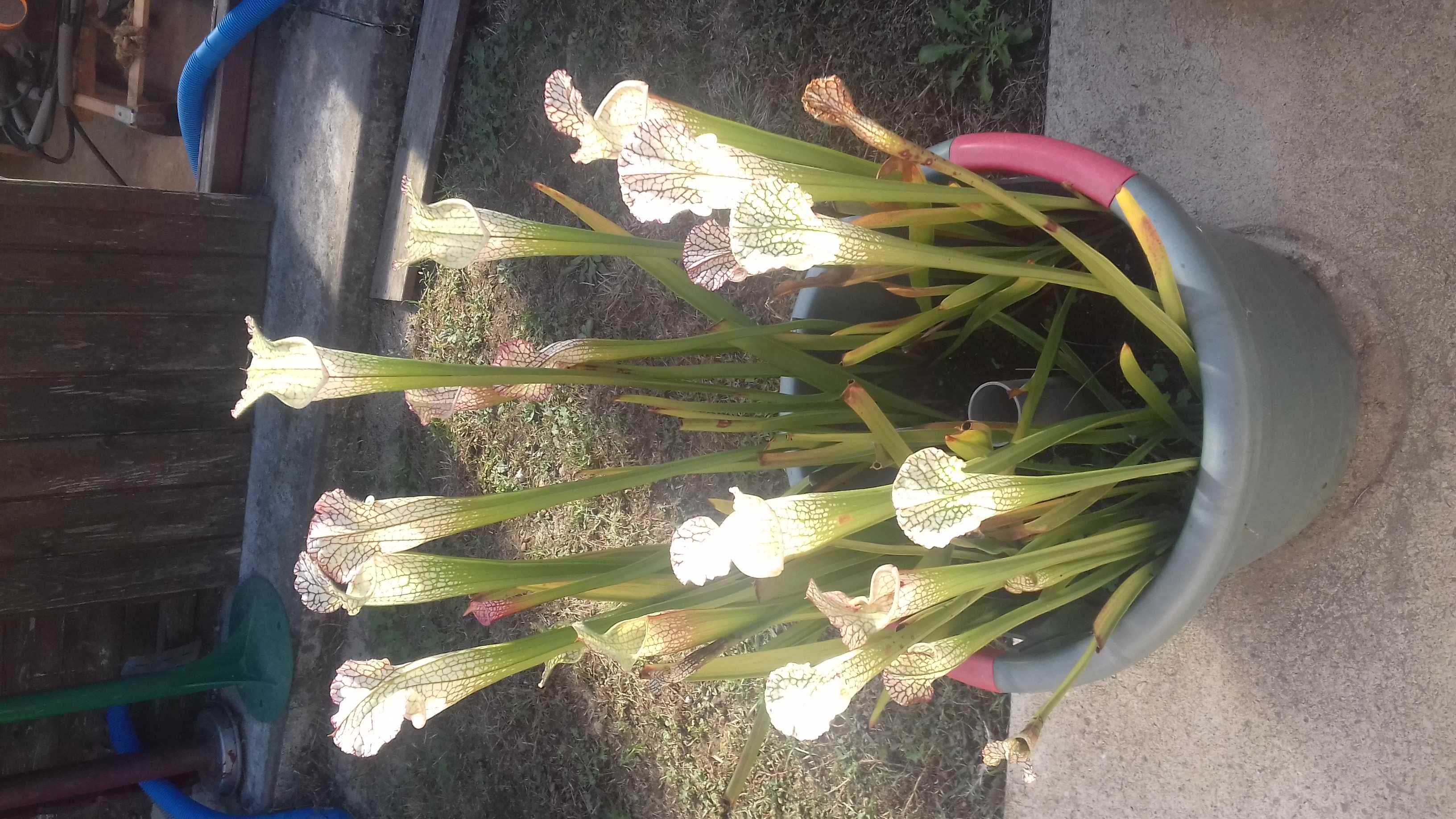 Sarracenia leucophylla - Plante Carnivore 12 Bourg-l�s-Valence (26)