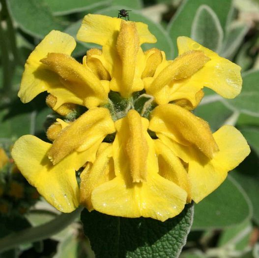 sauge j�rusalem 2 Bonnac-la-C�te (87)