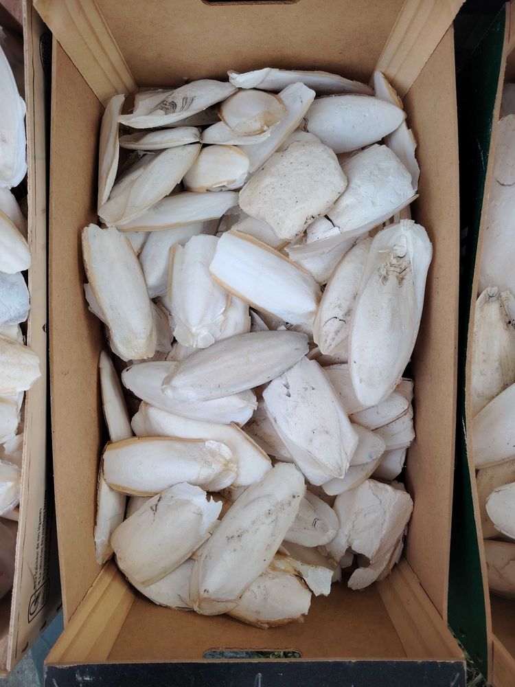 os de seiches 1 Saint-Gilles-Croix-de-Vie (85)