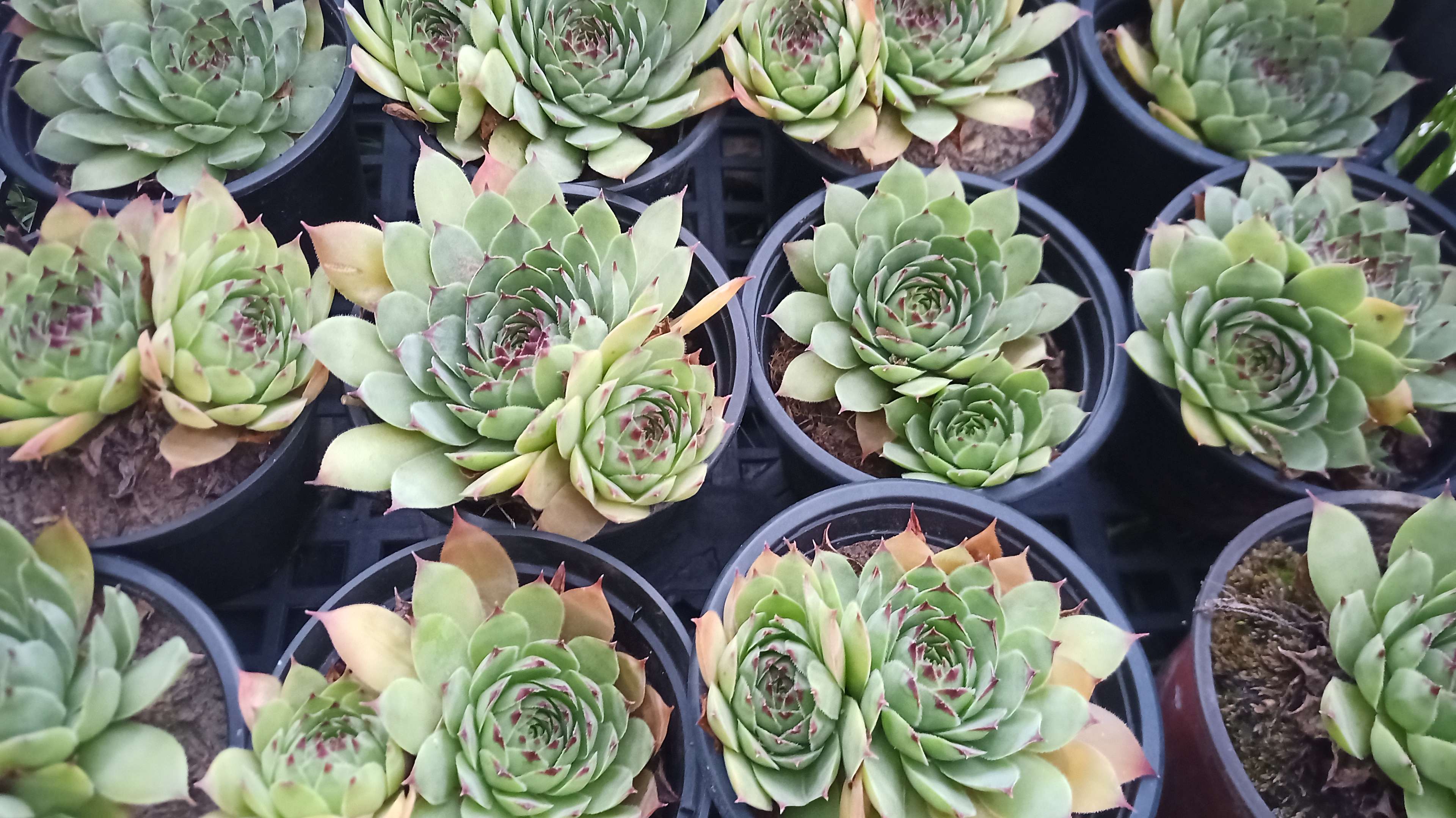 Sempervivum 20 Montpellier (34)