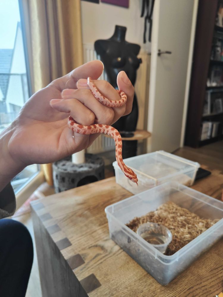 serpent des bl�s 20 Lille (59)