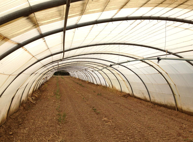 serre tunnel 7M x 30M 1950 La Grande-Verri�re (71)