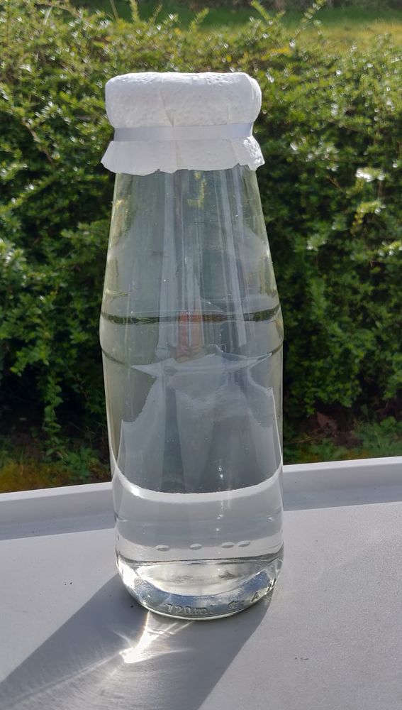 S�ve de bouleau bio fra�che- livraison possible 4 Noisseville (57)