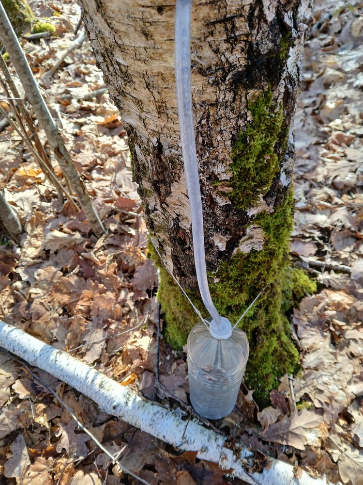 s�ve de bouleau fraiche . 6 La Fert�-Saint-Aubin (45)