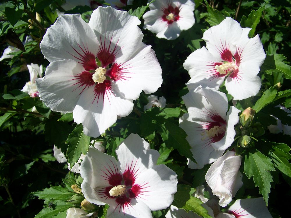 S�ve de bouleau , nombreuses plantes et arbuste de jardin. 0 Alaincourt (02)