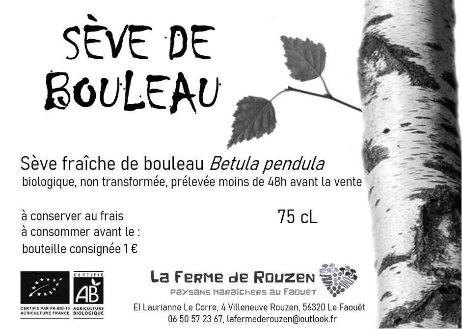 S�ve de bouleau 7 Le Faou�t (56)