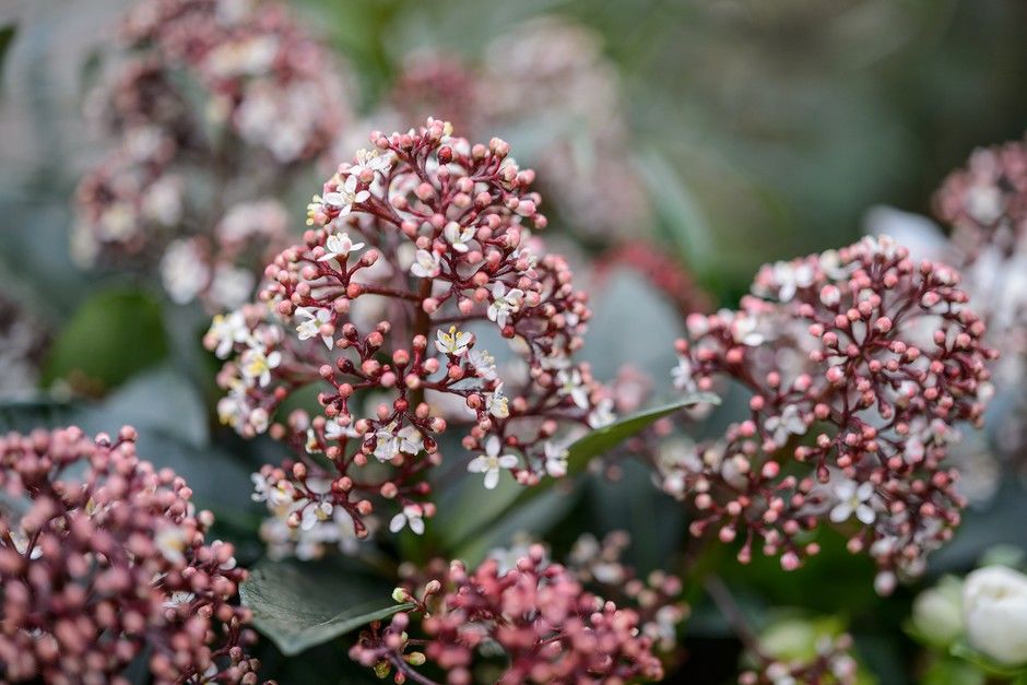 Skimmia 'Japonica' en container. ??????? 20 Ch�teaurenard (13)