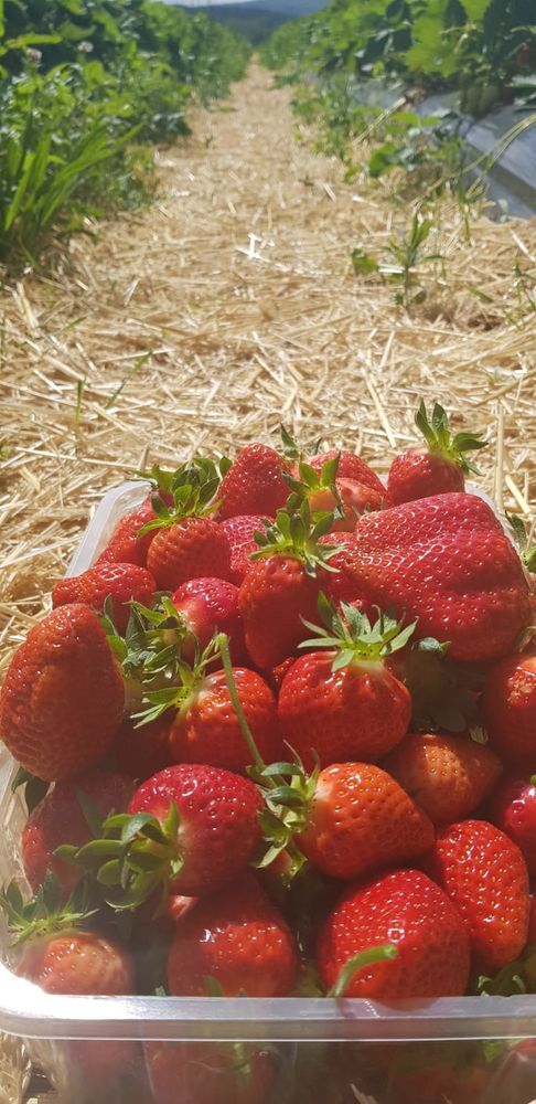 Sorbeti�re 10 Bourges (18)