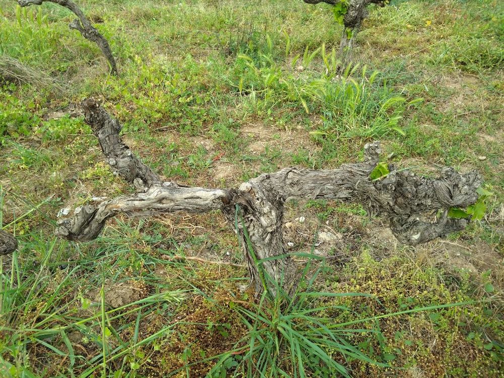 Souches de vigne 60 Gigean (34)