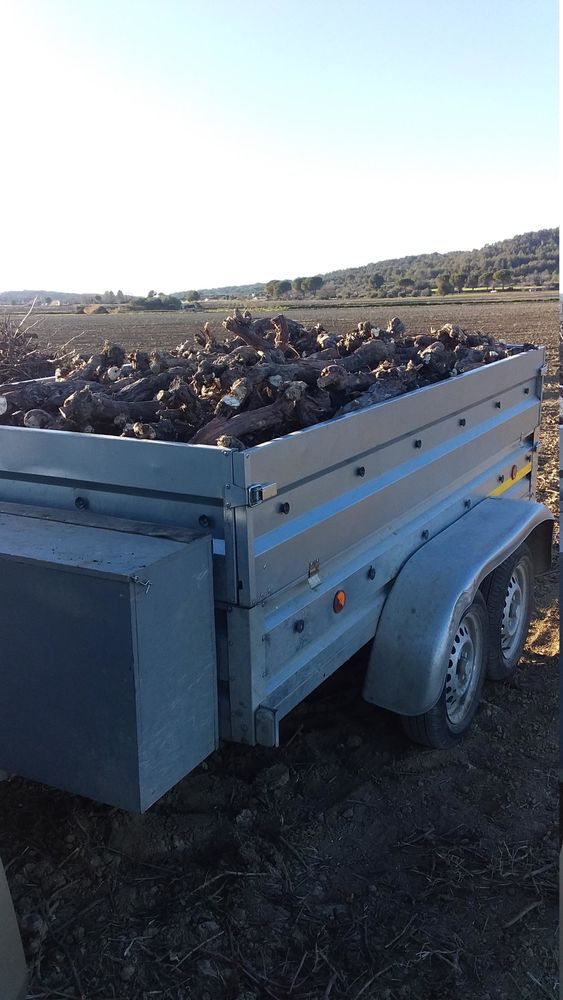 Souches de vigne 60 Calvisson (30)