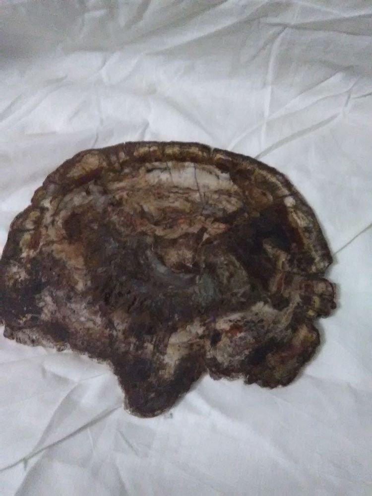 sous plat en bois silicifi� env. 40 cm 80 Saint-Denis (97)