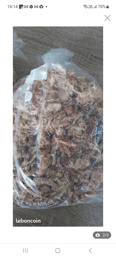 Sphaigne du Chili 10 Nantes (44)