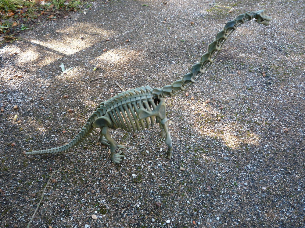 Squelette de dinosaure r�sine diplodocus
85 Castres (81)