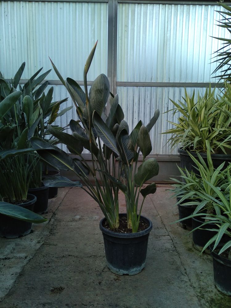 Str�litzia en pot ou oiseau de paradis 40 Cuers (83)