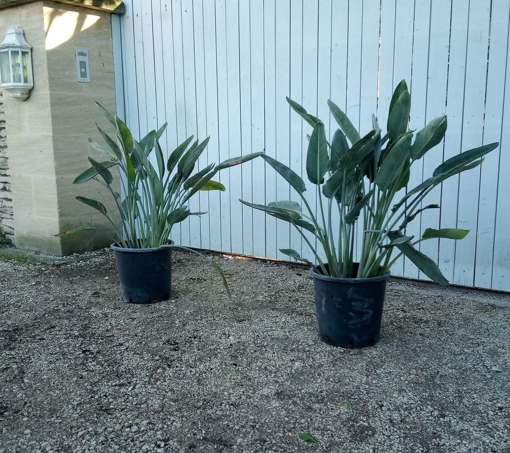 'Strelitzia', plus connue sous le nom d''Oiseau de Paradis' 60 Ch�teaurenard (13)