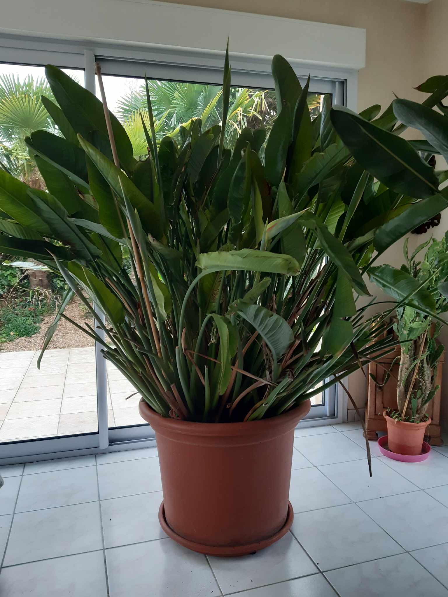 Strelitzia - Tr�s grande plante d'int�rieur 400 Saumur (49)