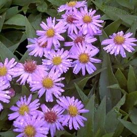 SUBLIME PLANTES A FLEURS  non gelives 1 Maisons-Alfort (94)