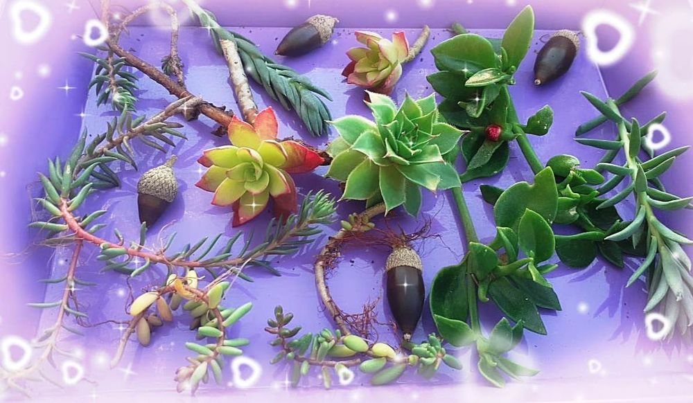  Succulentes d'Exception : Offrez � Votre Jardin une Bouff�e 15 Usson-en-Forez (42)