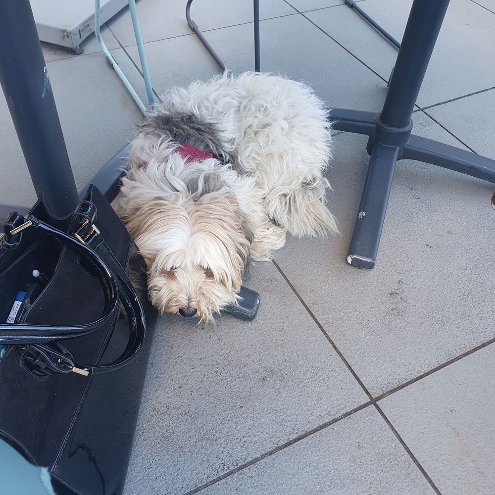 Je suis Audrey Invalide je recherche petit manteau chien 0 Dax (40)