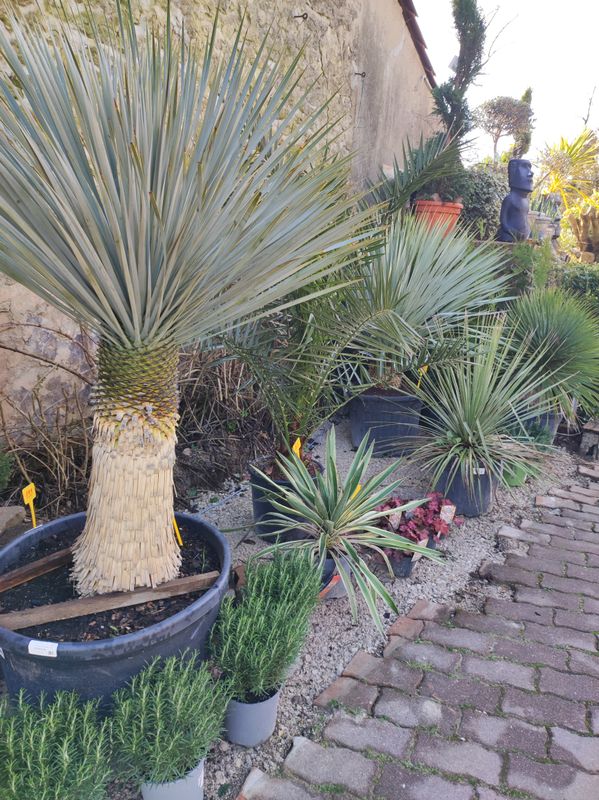 superbe plantes au jardin du lavoir 1 Saint-Yrieix-sur-Charente (16)