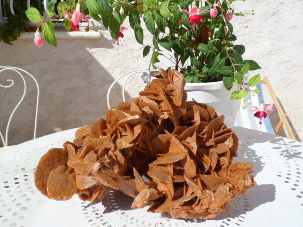 Superbe ROSE des SABLES 8 KGS! 0 Mallemort (13)