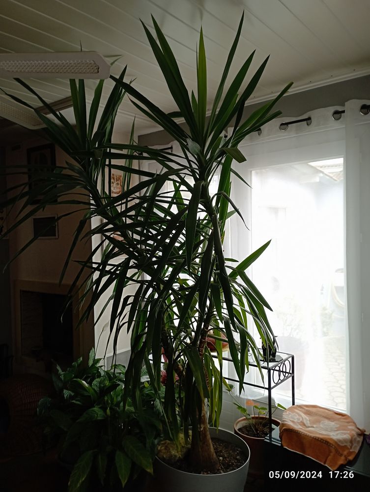 Superbe Yuka 60 Vivonne (86)