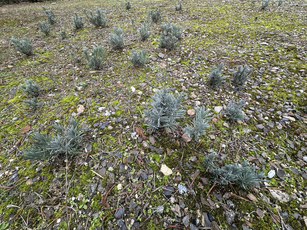 Superbes lavandes racine nues
1 Choisy-au-Bac (60)