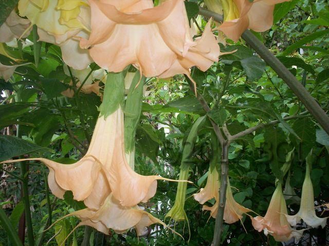 Superbes plantes robustes 1 Maisons-Alfort (94)