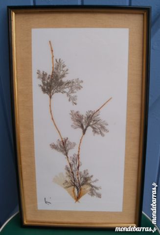 TABLEAU Algues marines naturelles, pi�ce unique 20 Montauban (82)