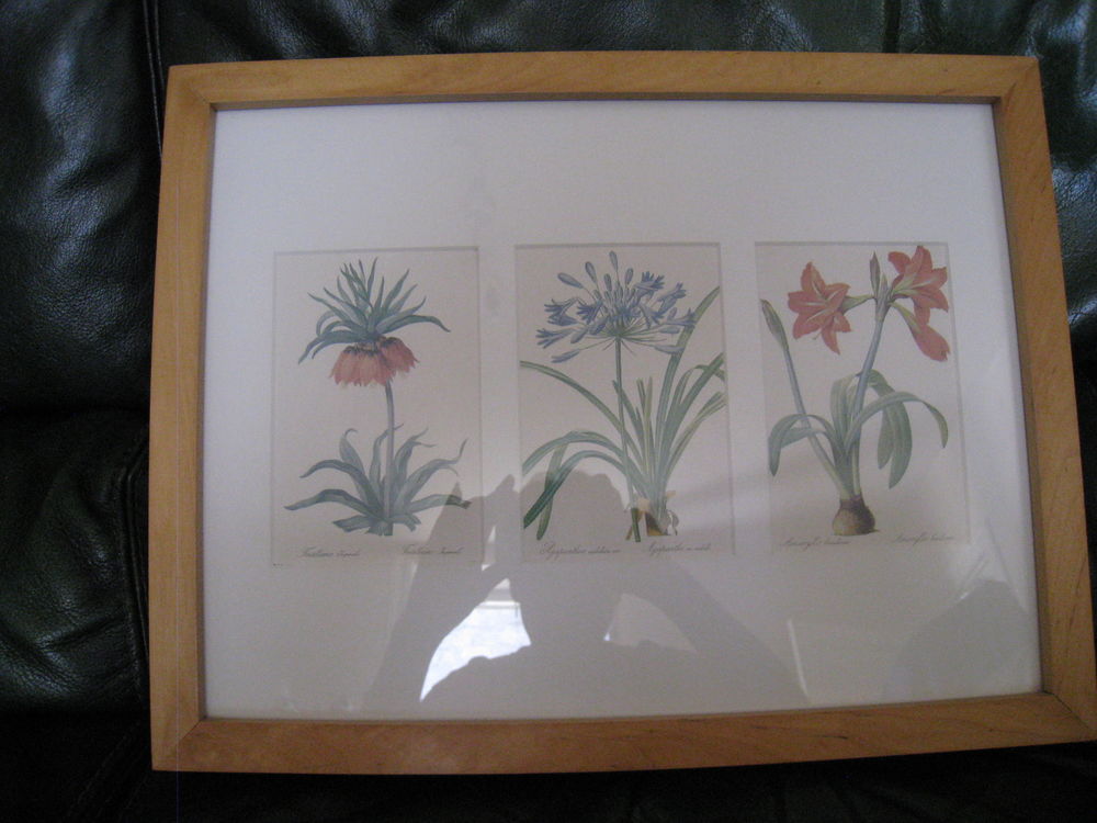 Tableau botanique, encadr�, vitr� 9 Saint-Ismier (38)