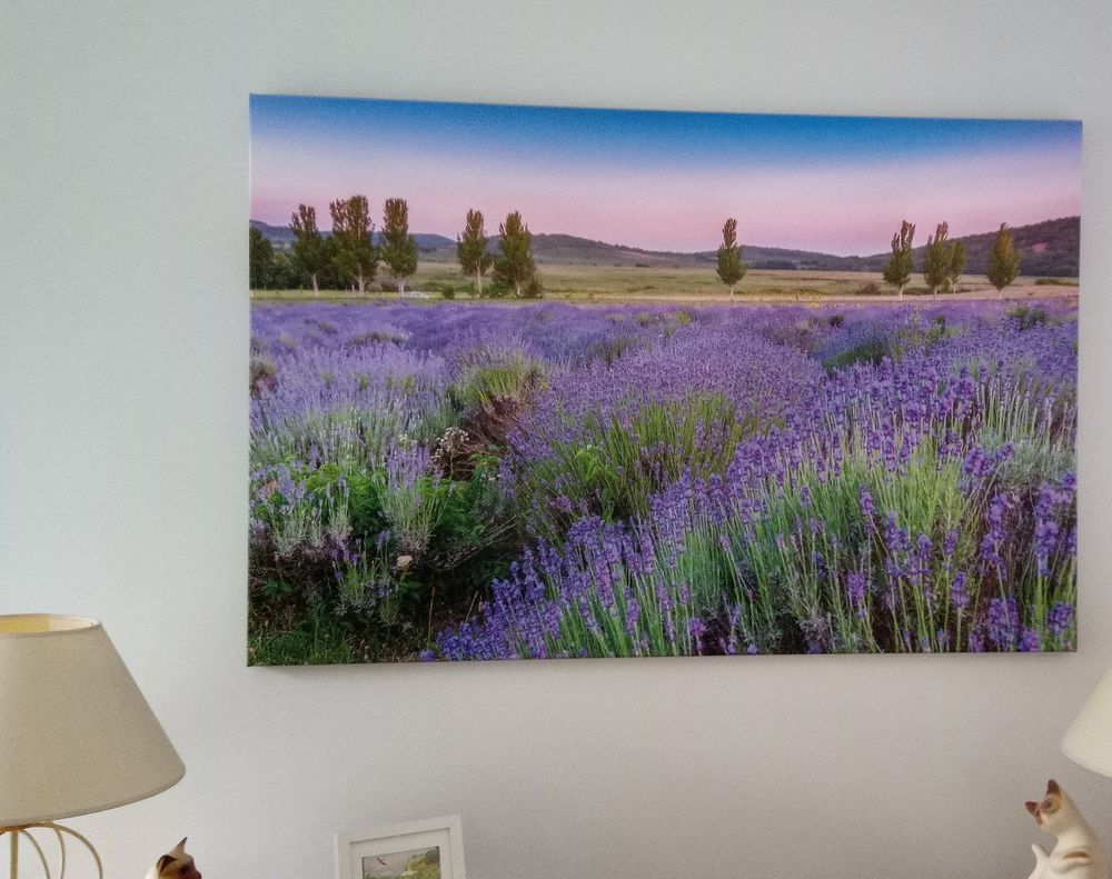 Tableau imprim� sur toile
25 �lancourt (78)