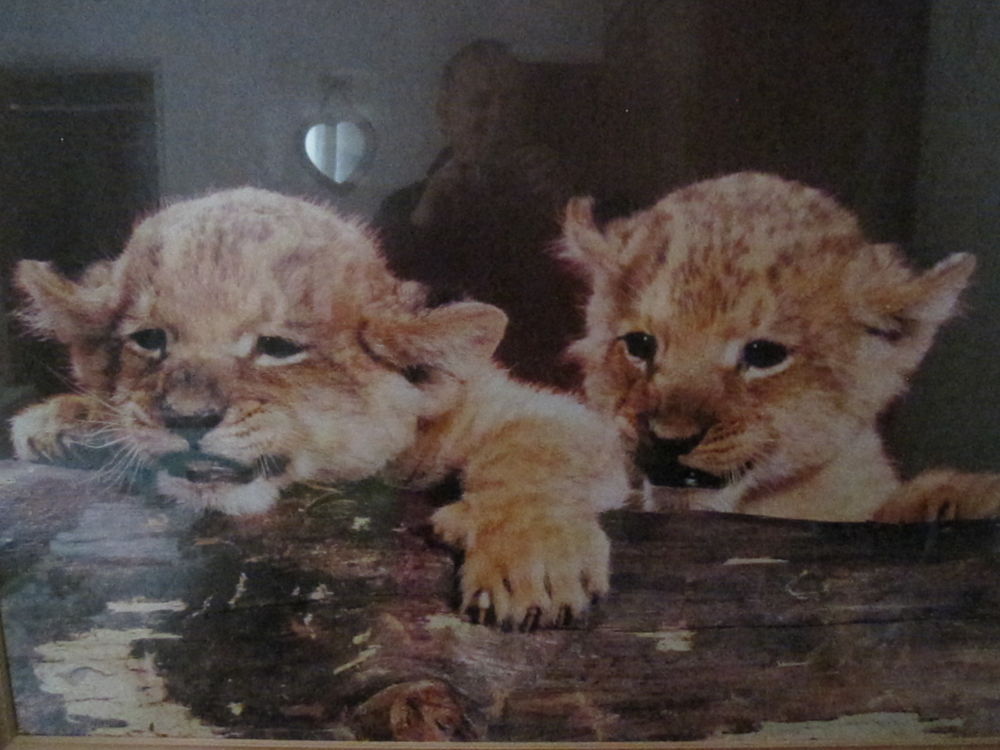 TABLEAU LIONCEAU 
0 Saint-Apollinaire (21)