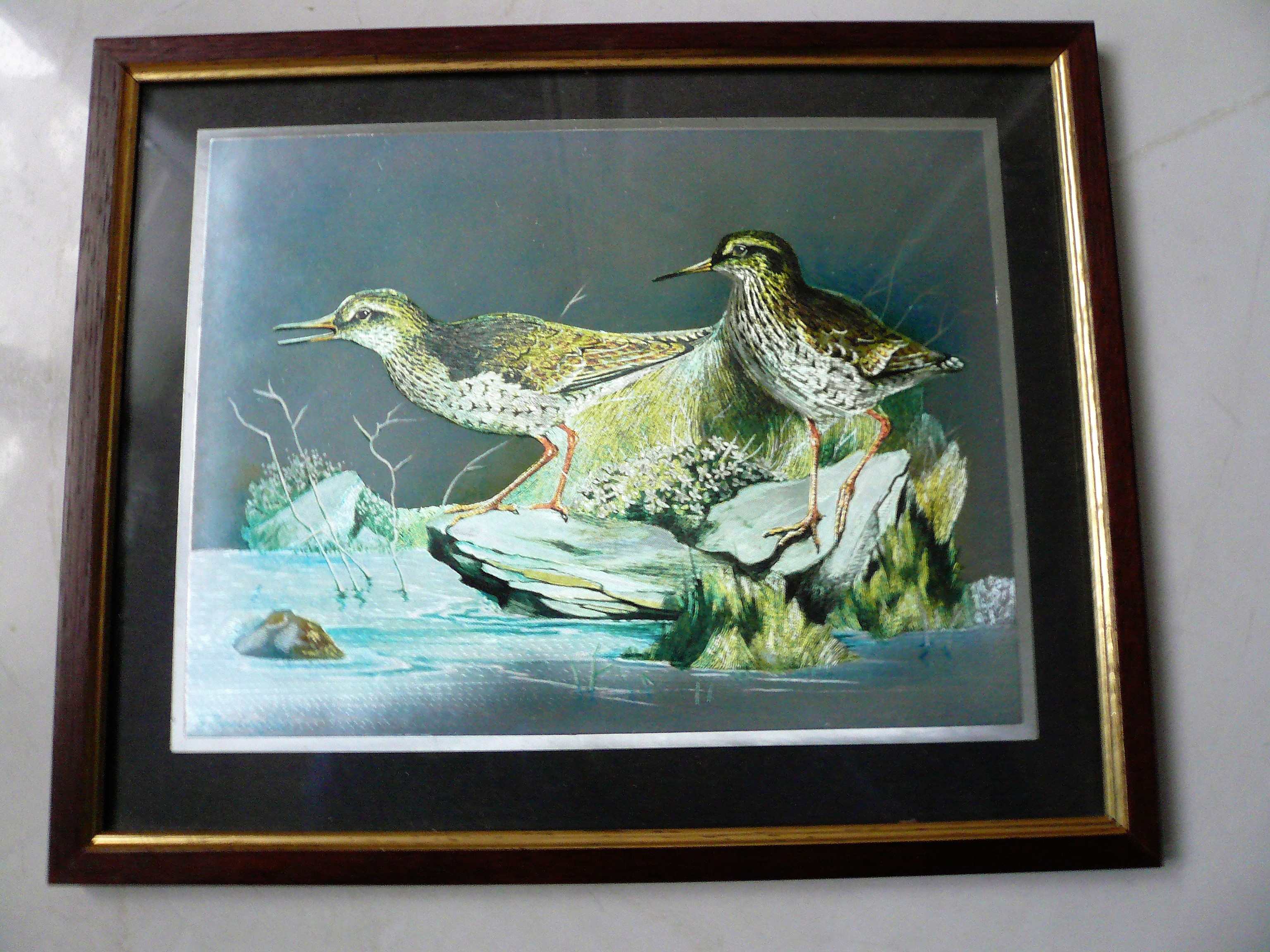 Tableau d'oiseaux sur aluminium 15 Franqueville-Saint-Pierre (76)