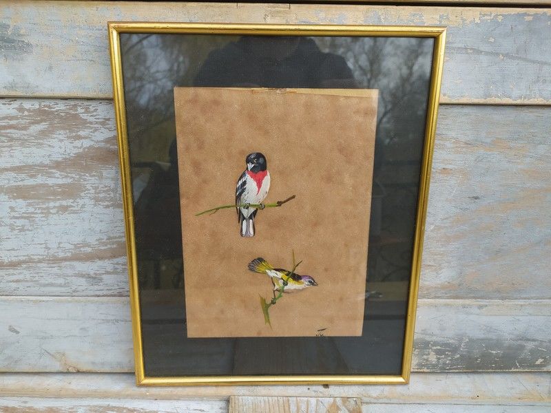 Tableau Ornithologie Oiseau Cardinal � Poitrine Rose Sign� 45 Loches (37)