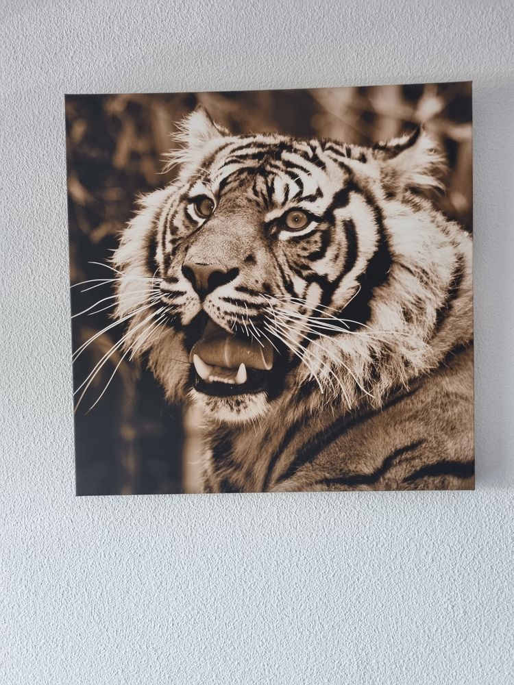 TABLEAU PHOTO TETE DE TIGRE 13 Saint-Paul-l�s-Dax (40)