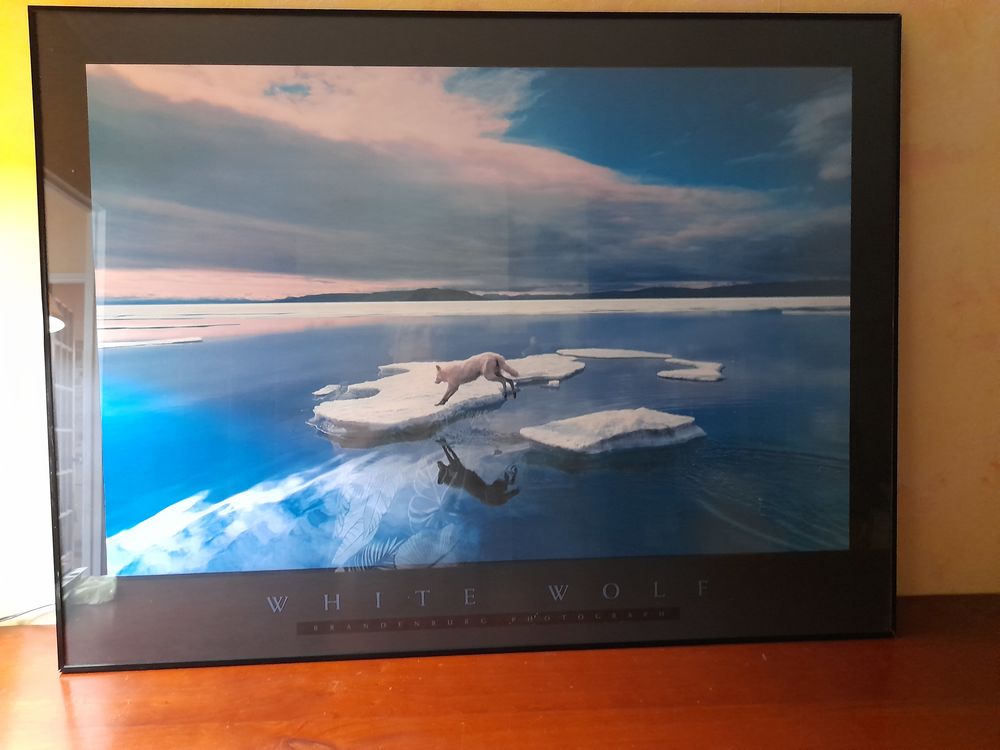 Tableau poster encadré loup blanc